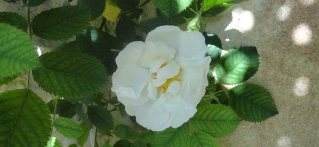 Une rose de Roussas, village réputé pour ses roses